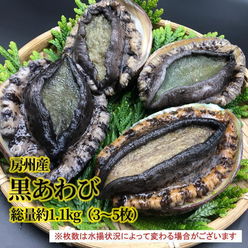 房州産天然黒あわび 約1.1kg mi0014-0009 千葉県 南房総市 海産物 水産品 魚貝 貝 あわび 素潜り漁 天然食材 ブランド 認定品 巻貝 冷蔵 国産 お取り寄せ グルメ 送料無料