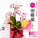 【ふるさと納税】 ミディ胡蝶蘭3本立 千葉県 南房総市 お祝い 産地直送 ギフト 贈答品 祝い品 入学式 卒業式 母の日 父の日 お誕生日 記念日 植物 ピンク...