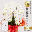 【ふるさと納税】 大輪胡蝶蘭白5本立 千葉県 南房総市 鉢植え 鉢花 花 フラワー お取り寄せ 植物 自然 ギフト 贈答品 母の日 父の日 敬老の日 お誕生日 ...