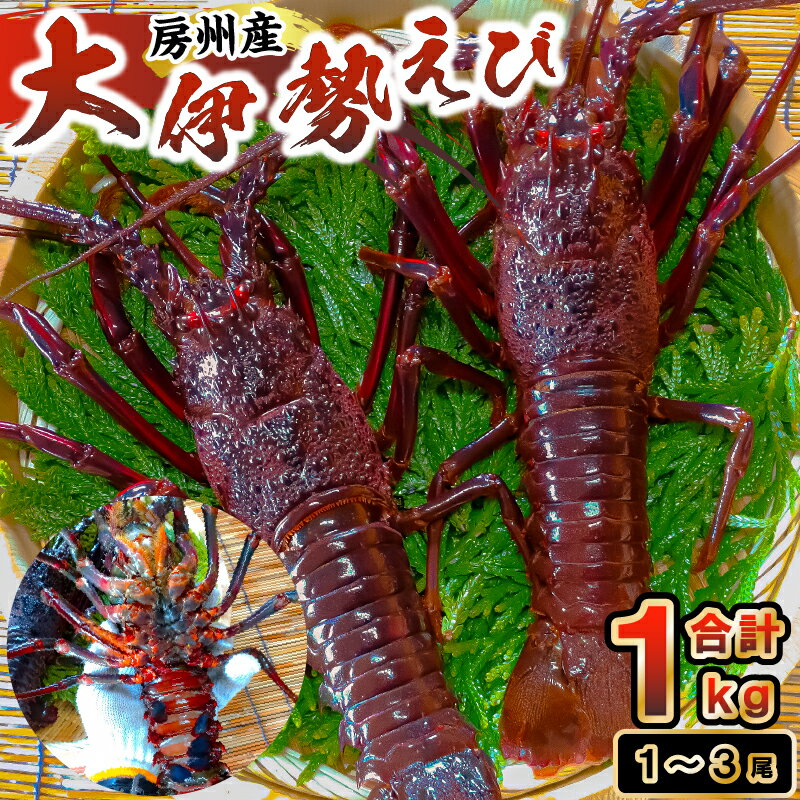 房州産大伊勢えび 約1kg mi0014-0003 千葉県 南房総市 海産物 海老 魚介 大サイズ 贈答品 ギフト 鮮度 活き 海の幸 味噌汁 海鮮 お刺身 BBQ 房州えび お取り寄せ グルメ 冷蔵 送料無料