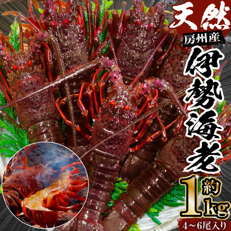 房州産天然伊勢えび 約1kg mi0014-0011 千葉県 南房総市 海産物 海鮮 魚介 海 海老 房州えび 贈答品 ギフト 新鮮 鮮度 活き BBQ 味噌汁 海の幸 お刺身 お手頃 サイズ お取り寄せ グルメ 送料無料