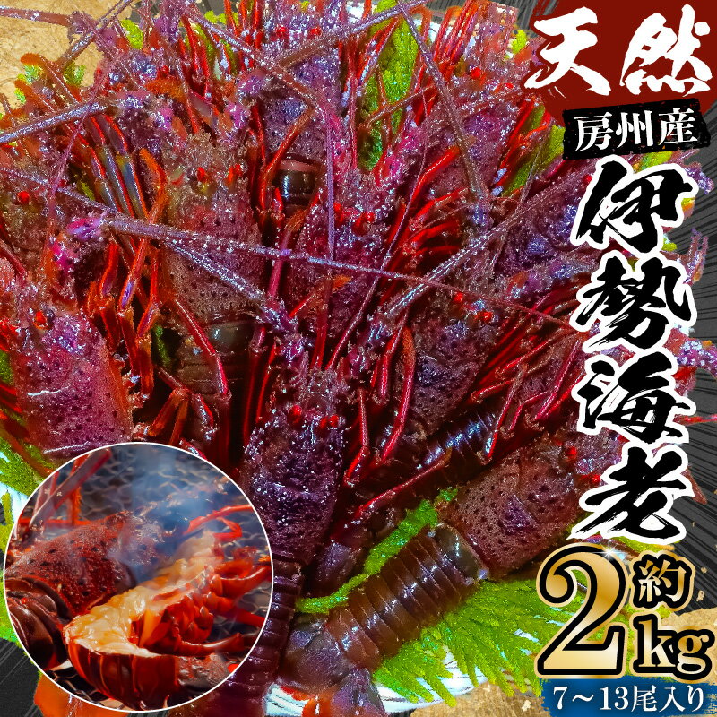 房州産天然伊勢えび 約2kg mi0014-0014 千葉県 南房総市 高級食材 お取り寄せ お取り寄せグルメ 味噌汁 海鮮 魚介 シーフード ソテー 海の幸 刺身 お刺身 グラタン エビ 贈答品 送料無料