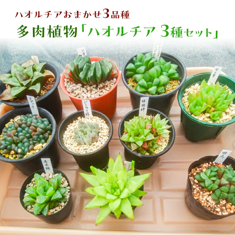 13位! 口コミ数「0件」評価「0」多肉植物「ハオルチア 3種セット」 mi0034-0002 千葉県 南房総市 ハオルチア 陰性植物 ひとつの鉢 リラックス効果 初心者向け ･･･ 