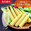 【ふるさと納税】 【先行受付 2026年6月上旬~7月中旬発送予定】数量限定!ヤングコーン(ベビーコーン) 【本数が選べる】 千葉県 南房総市 野菜 バター醤油 炒め物 皮付き 髭付き サラダ 生野菜 コーン お取り寄せ グルメ 送料無料