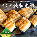 【ふるさと納税】のし対応可能 天然 に近づけた究極の養殖 鰻「坂東太郎 使用」うなぎ 白焼 3串 大サイズ 130g前後×3串 mi0058-0002千..