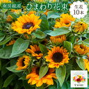 ひまわり 【ふるさと納税】南房総産 生花（ひまわり）花束 10本 mi0070-0001 千葉県 南房総市 フラワー 植物 切花 花ことば 憧れ あなただけを見つめる 元気 太陽 贈り物 食欲増進 消化吸収力 夏バテ対策 季節の花 送料無料