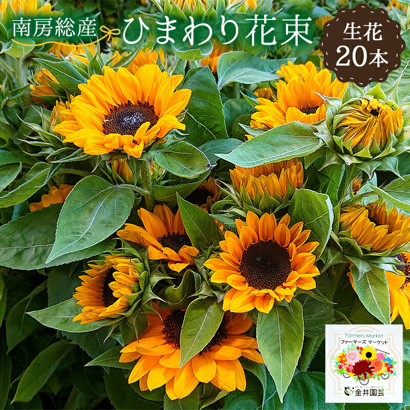 ひまわり 【ふるさと納税】南房総産 生花（ひまわり）花束 20本 mi0070-0002 千葉県 南房総市 フラワー 植物 切花 花ことば 憧れ あなただけを見つめる 元気 太陽 贈り物 送料無料