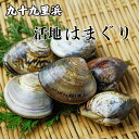 【ふるさと納税】九十九里浜産 活地はまぐり