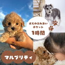 【ふるさと納税】マルプリティ 犬とのふれあいチケット 1時間 / 犬 マルプー ミックス犬 犬貸し出し 犬レンタル レンタルドッグ レンタルペット ペットレンタル 犬と散歩 散歩