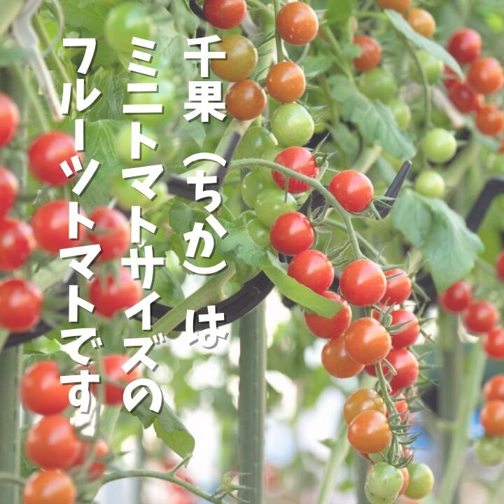 【ふるさと納税】ミニトマト （ 千果 ) 1kg ／ ミニトマト トマト フルーツトマト 千果 野菜
