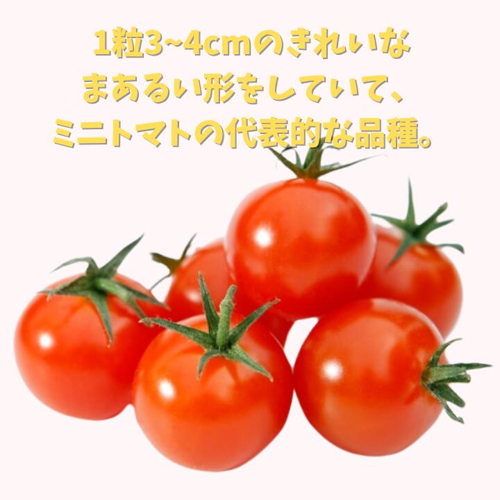 【ふるさと納税】ミニトマト （ 千果 ) 1kg ／ ミニトマト トマト フルーツトマト 千果 野菜