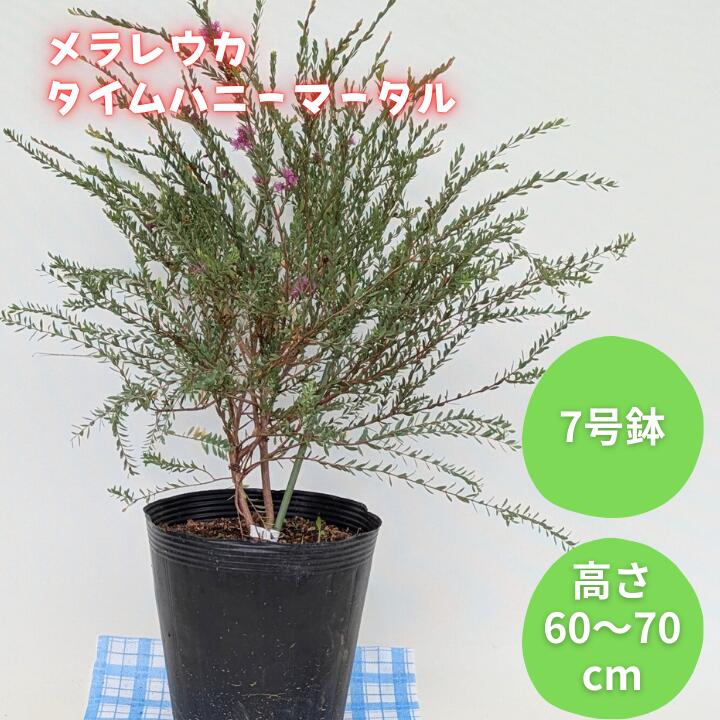 【ふるさと納税】メラレウカ　タイムハニーマータル ／ メラレウカ タイムハニーマータル 植物 観葉植物 ハーブ 鉢植え