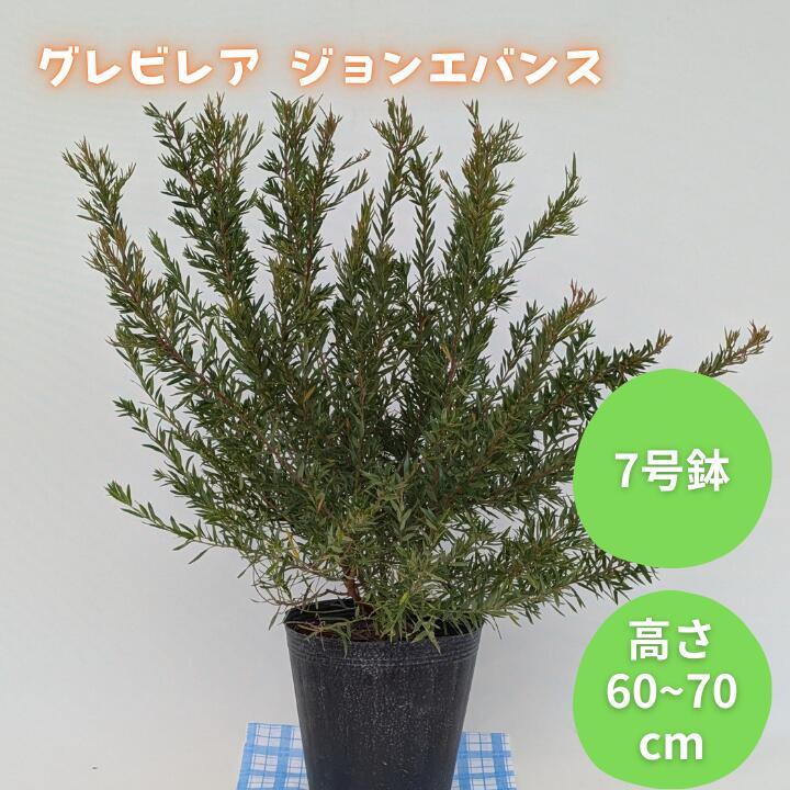 【ふるさと納税】グレビレア　ジョンエバンス ／ グレビレア ジョンエバンス 植物 観葉植物 鉢植え