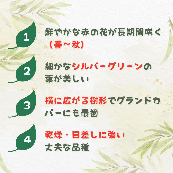 【ふるさと納税】グレビレア　ジョンエバンス ／ グレビレア ジョンエバンス 植物 観葉植物 鉢植え