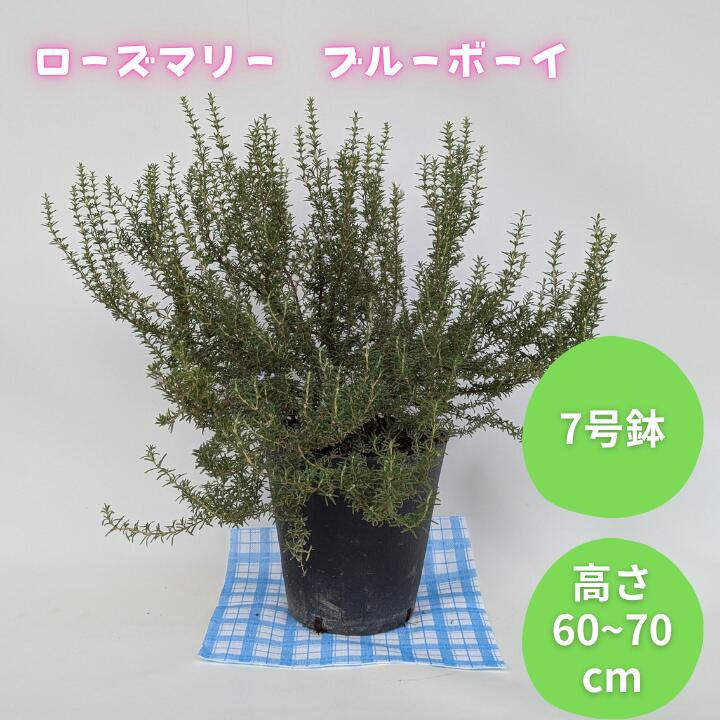 ローズマリー ブルーボーイ / ローズマリー ブルーボーイ 植物 観葉植物 ハーブ 鉢植え