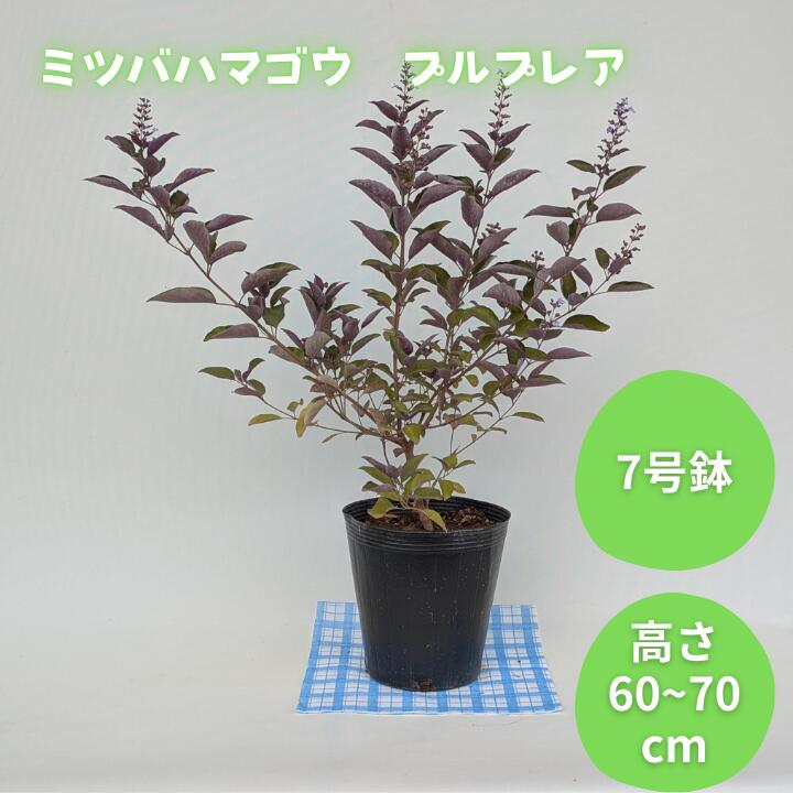 ミツバハマゴウ プルプレア / ミツバハマゴウ プルプレア 植物 観葉植物 鉢植え