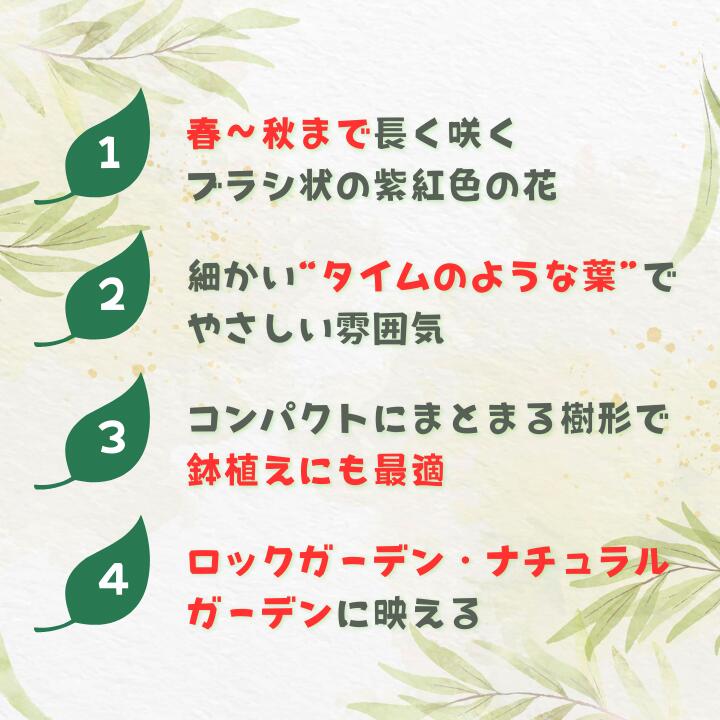 【ふるさと納税】メラレウカ　タイムハニーマータル ／ メラレウカ タイムハニーマータル 植物 観葉植物 ハーブ 鉢植え