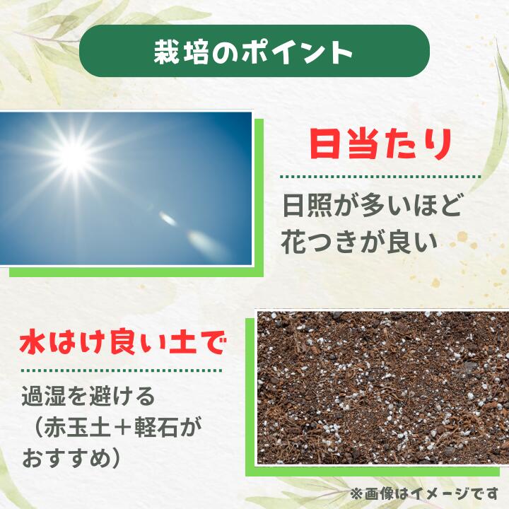 【ふるさと納税】メラレウカ　タイムハニーマータル ／ メラレウカ タイムハニーマータル 植物 観葉植物 ハーブ 鉢植え