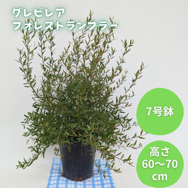 【ふるさと納税】グレビレア　フォレストランブラー ／ グレビレア フォレストランブラー 植物 観葉植物 鉢植え