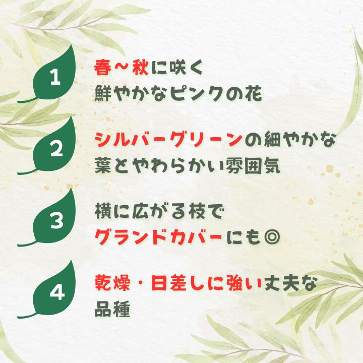 【ふるさと納税】グレビレア　フォレストランブラー ／ グレビレア フォレストランブラー 植物 観葉植物 鉢植え