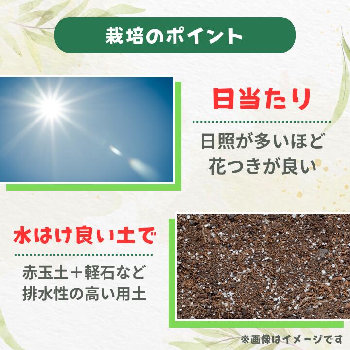 【ふるさと納税】グレビレア　フォレストランブラー ／ グレビレア フォレストランブラー 植物 観葉植物 鉢植え