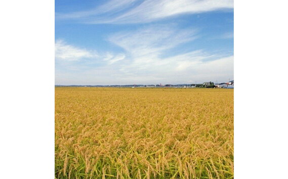 【ふるさと納税】No.214 千葉県産コシヒカリ　10kg（5kg×2袋） ／ お米 精米 こしひかり 送料無料 千葉県