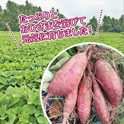 【ふるさと納税】 香取市産 無選別 さつまいも 「 紅はるか 」 S サイズ ～ L サイズ 約 10kg 2024年3月から順次発送予定 _ サツマイモ さつま芋 いも 芋 べにはるか 焼き芋 大学芋 人気 美味しい 【配送不可地域：離島、沖縄県】【1230120】