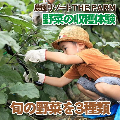 【ふるさと納税】手ぶらでOK!THE FARMの旬の野菜収穫体験引換券(1袋)【1422347】