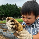 【ふるさと納税】手ぶらでOK!THE FARMの旬の野菜収穫体験引換券(1袋)【1422347】 3