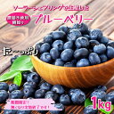 【ふるさと納税】【千葉県香取市産】農薬不使用 生ブルーベリー1kg 夏季限定 KTRCQ001