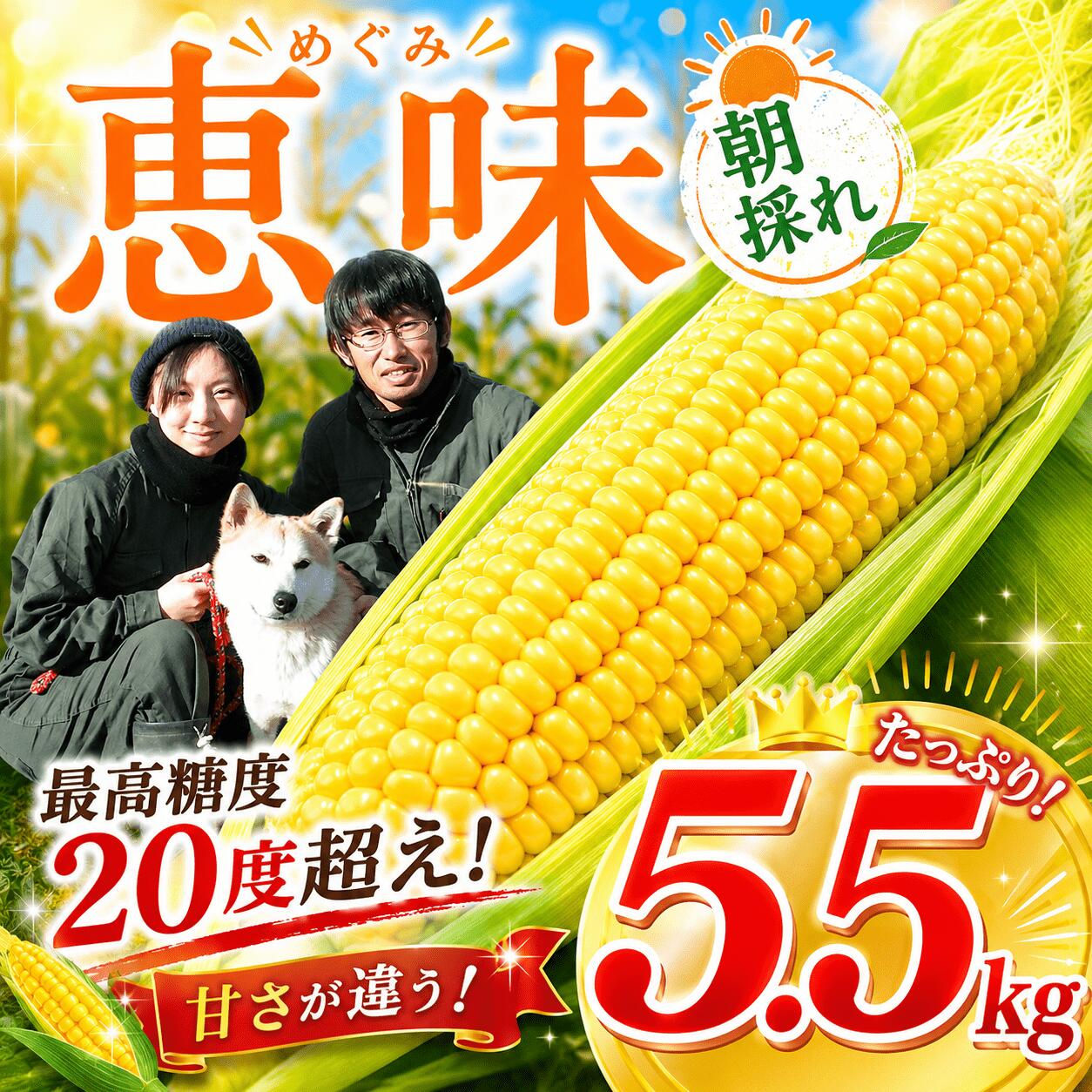 【ふるさと納税】【先行予約】 とうもろこし 約5.5kg 《 最高糖度20度 》【6月中旬発送開始】｜野菜 とうもろこし とうきび もろこし トウモロコシ スイートコーン めぐみ 恵味 夏野菜 千葉県 香取市 SBF002