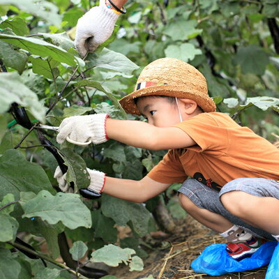 【ふるさと納税】 ザファーム 貸農園会員 ( THE FARM MEMBER) 1年間 利用券 _ 体験 野菜 子供 親子 野菜 【配送不可地域：離島・沖縄県】【1041116】 2