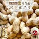 【ふるさと納税】 【先行受付・9月上旬より順次発送!】おおまさり 生落花生 1.5kg/ふるさと納税 落花生 生 生落花生 おおまさり 生おおまさり A品 大粒...