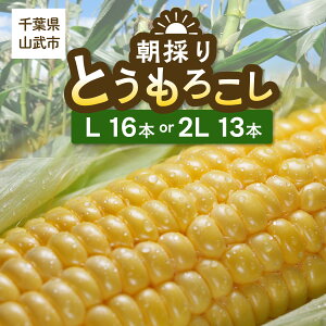 【ふるさと納税】 【先行予約】ジューシーではじける食感が特徴! 朝採り とうもろこし 13~16本 【地元の道の駅オライはすぬまで大人気の農家から直送!】【発送期間:5月中旬~5月下旬】 SMCV001