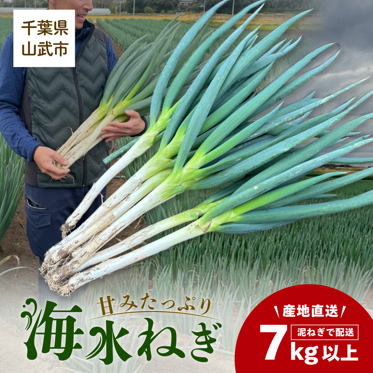 [先行予約][発送期間は12月〜2月]地元の道の駅オライはすぬまで大人気の農家から直送! 山武市で限定栽培のミネラルが豊富で甘みたっぷりの「海水ネギ」7kg以上(泥ネギでドドンと配送)