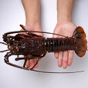 【ふるさと納税】活〆冷凍伊勢海老 1.2kg【配送不可地域:離島】【1607919】