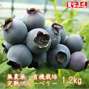 【ふるさと納税】 ブルーベリー 生 1kg超 送料無料 無農...