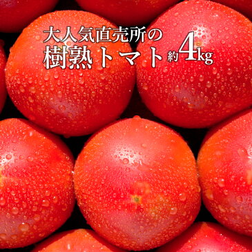 【ふるさと納税】 トマト 4kg 樹熟 人気 直売所