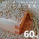 【ふるさと納税】 米 60kg 送料無料 コシヒカリ こしひかり 令和2年産 玄米 60キロ