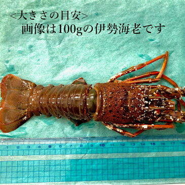 【ふるさと納税】 伊勢海老 活け締め 1kg 冷凍 伊勢えび 伊勢エビ 活〆 活け〆 活き締め 活き〆 味噌汁 鍋 おせち