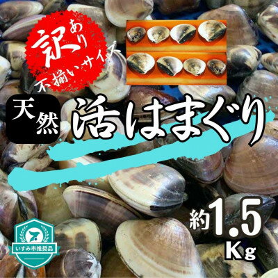 名称 (( 訳あり )) 天然 活はまぐり 約1.5kg _ 蛤 ハマグリ 魚貝 魚介 海鮮 貝 出汁 だし プロ仕様 人気 送料無料 保存方法 冷蔵 発送時期 2024年5月より順次発送※生産・天候・交通等の事情により遅れる場合があります。 提供元 丸大水産 配達外のエリア 離島、沖縄県 お礼品の特徴 千葉県ブランドとして認定されている九十九里産地はまぐり。よりおいしく安心して食べられるよう千葉県いすみ市大原の海水を使用し、独自に導入した設備により海水を殺菌して砂抜きを行っています。 日本有数のホテルや料理店からも認められ、高値で取引されるはまぐりです。はまぐりを添えると食卓やBBQが一味も二味も豊かになります。 いつものお食事にも!王道のお吸い物にも! *砂抜きをしてありますので、お届け後すぐに調理できます。 (( 訳あり ))とは? 発送の季節に、漁師さんが一番多く採ってきてくれたはまぐりをサイズバラバラにてお送りいたします。 どんなサイズの蛤が届くんだろう??それは!届いてからのお楽しみとさせていただいております♪ どのサイズの蛤もそれぞれ美味しい食べ方、調理方法がございます。 いろいろ発見していただけると嬉しいです。 そして! 『こんな食べ方が美味しかったよ!』など、おすすめレシピなども!ぜひぜひレビューでご紹介いただけましたら更に嬉しいです。 ■生産者の声 日本有数のホテルや料理店からも認められる「はまぐり」です! ご自宅の食卓、BBQを一味も二味も豪華に!豊かに! ■お礼品の内容について ・(( 訳あり ))千葉県産　天然　活はまぐり[約1.5kg] 　　原産地:千葉県九十九里/製造地:千葉県いすみ市/加工地:千葉県いすみ市 　　消費期限:出荷日+4日 ■原材料・成分 蛤 ■注意事項/その他 ※生もののため、賞味期限に関わらず、お早めにお召し上がりください。 ※個体によりお届けの数は異なります。ご指定はできません。 ※気候変動等に伴う海水温の状況によって発送までにお時間をいただく場合がございます。 ※冷蔵便にてお届けとなります。到着後、すぐにお召し上がりにならない場合はお早めに冷蔵庫にて保存・保管をお願い致します。 ※ご家庭でも砂抜きを念のため行って頂くことをオススメいたします。 ※品質など万全を期して発送いたしておりますが、活き物であり個体差もあるため、お届け時には発送時と異なる状態の場合もございます。 ※画像はイメージです。画像のものと多少異なる場合があります。 ※貝類には鮮度とは関係なく菌が付着している場合があり、体調が優れない方が召し上がると中毒症状が現れる可能性がございます。 ※召し上がって体調を崩された場合は、提供元・自治体は責任を負いかねます。 ・ふるさと納税よくある質問はこちら ・寄附申込みのキャンセル、返礼品の変更・返品はできません。あらかじめご了承ください。このお礼品は以下の地域にはお届けできません。 ご注意ください。 離島、沖縄県