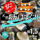 【ふるさと納税】(( 訳あり )) 天然 活はまぐり 約1.5kg _ 蛤 ハマグリ 魚貝 魚介 海鮮 貝 出汁 だし プロ仕様 人気 送料無料 【配送不..