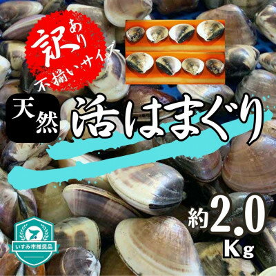 名称 (( 訳あり ))　天然活はまぐり　約2.0kg 保存方法 冷蔵 発送時期 2024年5月より順次発送※生産・天候・交通等の事情により遅れる場合があります。 提供元 丸大水産 配達外のエリア 離島、沖縄県 お礼品の特徴 千葉県ブランドとして認定されている九十九里産地はまぐり。よりおいしく安心して食べられるよう千葉県いすみ市大原の海水を使用し、独自に導入した設備により海水を殺菌して砂抜きを行っています。 日本有数のホテルや料理店からも認められ、高値で取引されるはまぐりです。はまぐりを添えると食卓やBBQが一味も二味も豊かになります。 いつものお食事にも!王道のお吸い物にも! *砂抜きをしてありますので、お届け後すぐに調理できます。 (( 訳あり ))とは? 発送の季節に、漁師さんが一番多く採ってきてくれたはまぐりをサイズバラバラにてお送りいたします。 どんなサイズの蛤が届くんだろう??それは!届いてからのお楽しみとさせていただいております♪ どのサイズの蛤もそれぞれ美味しい食べ方、調理方法がございます。 いろいろ発見していただけると嬉しいです。 そして! 『こんな食べ方が美味しかったよ!』など、おすすめレシピなども!ぜひぜひレビューでご紹介いただけましたら更に嬉しいです。 ■生産者の声 日本有数のホテルや料理店からも認められる「はまぐり」です! ご自宅の食卓、BBQを一味も二味も豪華に!豊かに! ■お礼品の内容について ・(( 訳あり ))千葉県産　天然　活はまぐり[約2.0kg] 　　原産地:千葉県九十九里/製造地:千葉県いすみ市/加工地:千葉県いすみ市 　　消費期限:出荷日+4日 ■原材料・成分 蛤 ■注意事項/その他 ※生もののため、賞味期限に関わらず、お早めにお召し上がりください。 ※個体によりお届けの数は異なります。ご指定はできません。 ※気候変動等に伴う海水温の状況によって発送までにお時間をいただく場合がございます。 ※冷蔵便にてお届けとなります。到着後、すぐにお召し上がりにならない場合はお早めに冷蔵庫にて保存・保管をお願い致します。 ※ご家庭でも砂抜きを念のため行って頂くことをオススメいたします。 ※品質など万全を期して発送いたしておりますが、活き物であり個体差もあるため、お届け時には発送時と異なる状態の場合もございます。 ※画像はイメージです。画像のものと多少異なる場合があります。 ※貝類には鮮度とは関係なく菌が付着している場合があり、体調が優れない方が召し上がると中毒症状が現れる可能性がございます。 ※召し上がって体調を崩された場合は、提供元・自治体は責任を負いかねます。 ・ふるさと納税よくある質問はこちら ・寄附申込みのキャンセル、返礼品の変更・返品はできません。あらかじめご了承ください。このお礼品は以下の地域にはお届けできません。 ご注意ください。 離島、沖縄県