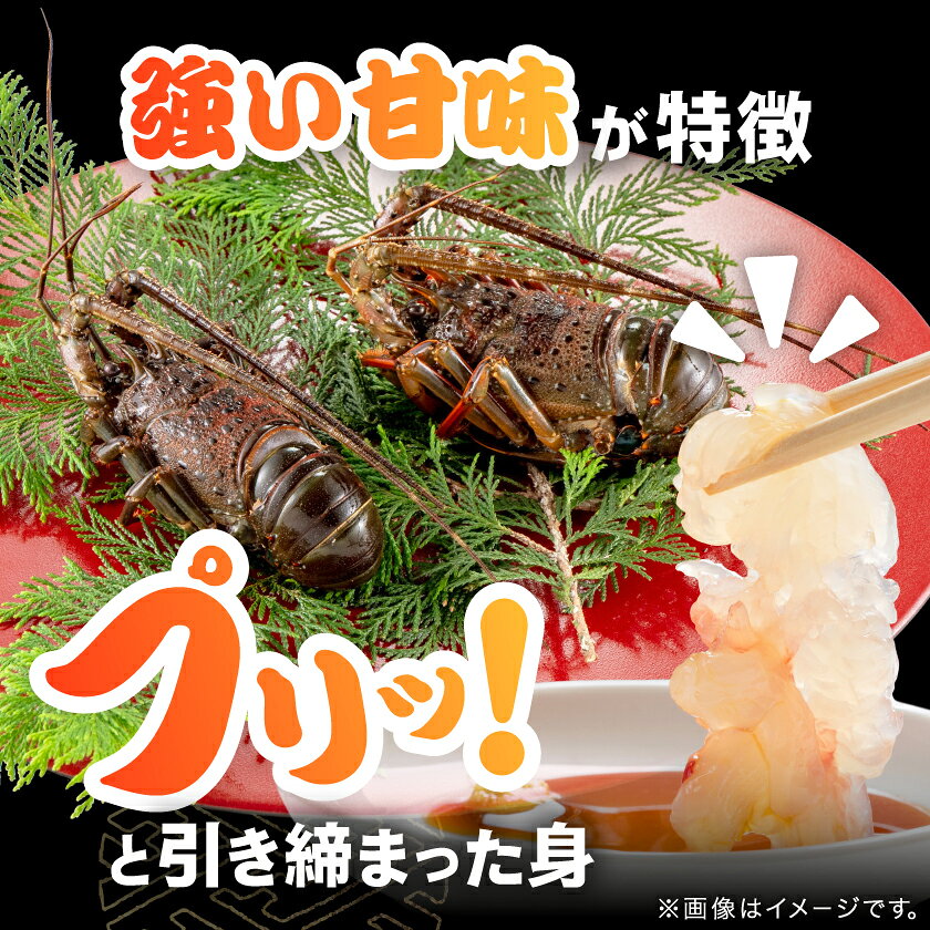 【ふるさと納税】刺身用活〆冷凍伊勢海老420g_ 美味しい 人気 高級 伊勢海老 海老 エビ 海鮮 【配送不可地域：離島】【1607614】