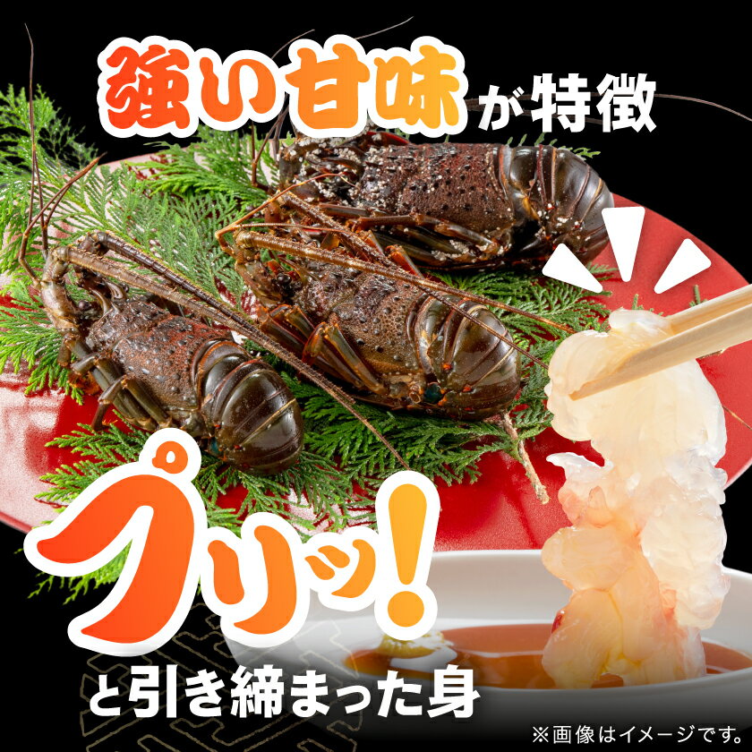 【ふるさと納税】活〆冷凍伊勢海老600g_ 美味しい 人気 高級 伊勢海老 エビ 海鮮 贈答 【配送不可地域：離島】【1607625】