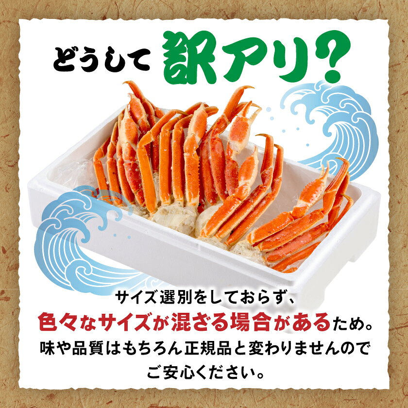 【ふるさと納税】訳アリボイル本ズワイガニ肩 1.3kg_ 訳あり 美味しい 人気 ズワイガニ カニ 海鮮 鍋 【配送不可地域：離島】【1607630】 f122386-isumi-10000731 千葉県いすみ市 サンプル画像3