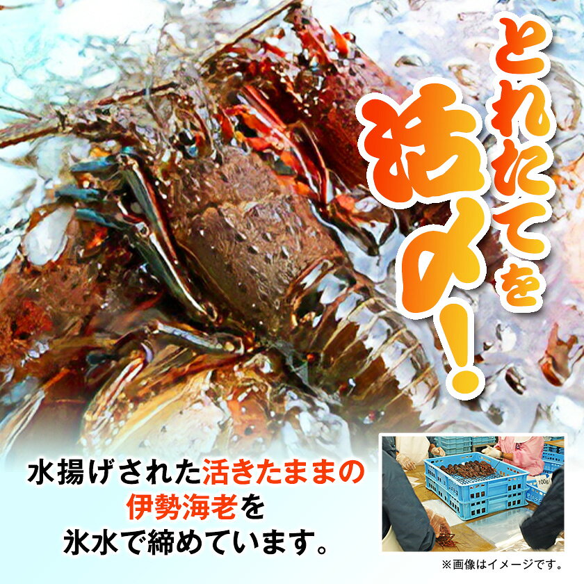 【ふるさと納税】訳アリボイル伊勢海老1kg(約6-9尾入り)【配送不可地域：離島】【1743639】