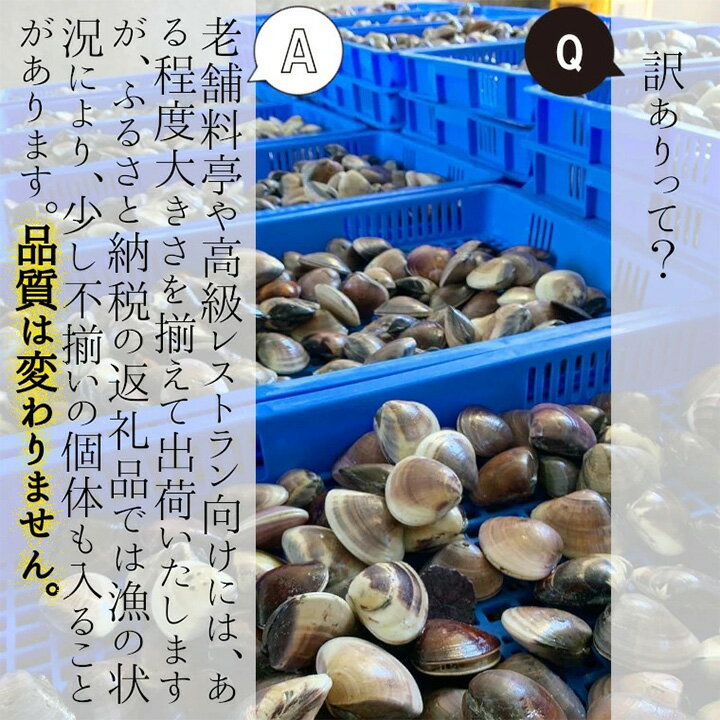 【ふるさと納税】 天然 はまぐり 約3kg ( 千葉県産 ) _ 蛤 ハマグリ 魚貝 魚介 海鮮 貝 出汁 だし プロ仕様 人気 送料無料 【配送不可地域：離島・沖縄県】【1306039】