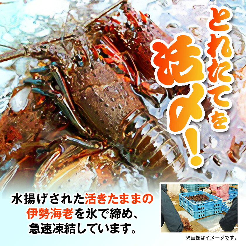 【ふるさと納税】活〆冷凍伊勢海老 1.2kg_ 美味しい 人気 高級 伊勢海老 エビ 海鮮 贈答 【配送不可地域：離島】【1607919】 f122386-isumi-10000728 千葉県いすみ市 サンプル画像2