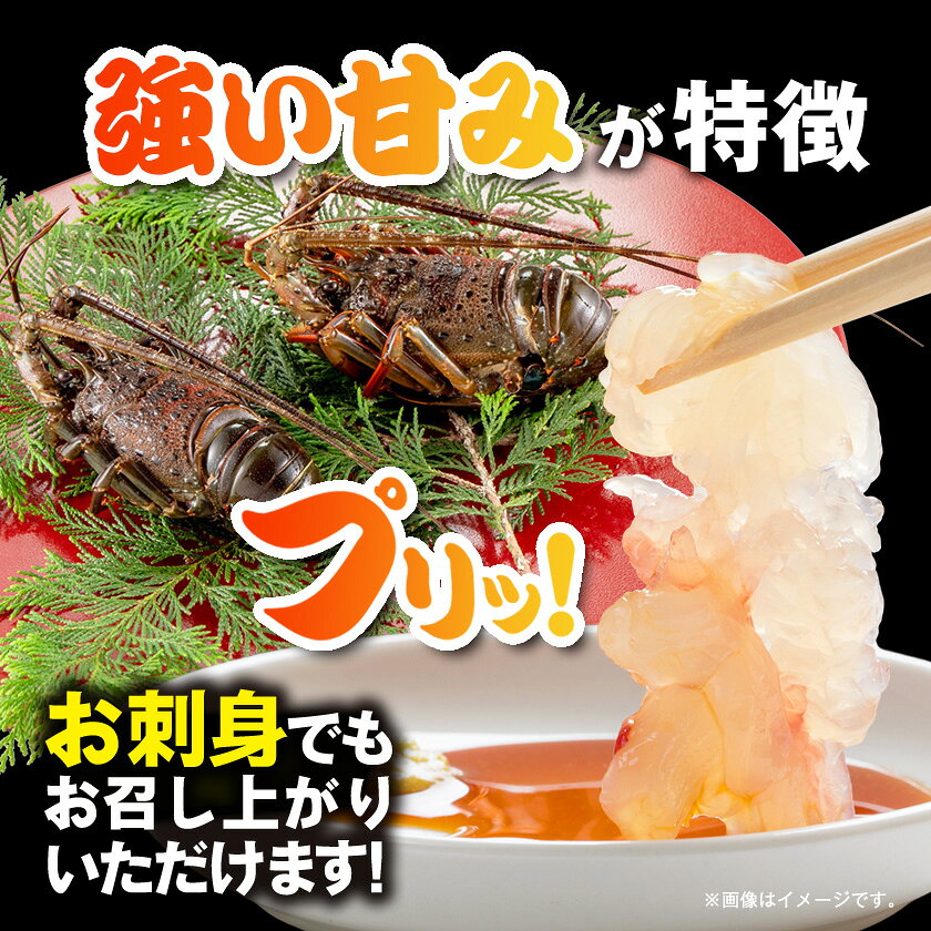 【ふるさと納税】活〆冷凍伊勢海老 1.2kg_ 美味しい 人気 高級 伊勢海老 エビ 海鮮 贈答 【配送不可地域：離島】【1607919】 f122386-isumi-10000728 千葉県いすみ市 サンプル画像3